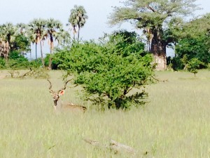 Game Drive